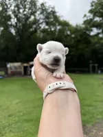 Westie Male, a male West Highland White Terrier for sale in Kimball, MN – 2 of 5