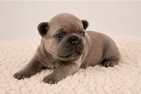   Biscuit, a female French Bulldog for sale in Kimball, MN – 2 of 2