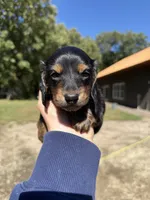 Wally, a male Miniature Dachshund for sale in Kimball, MN – 2 of 7