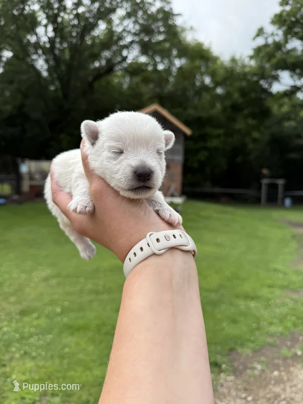 Westie Male – West Highland White Terrier puppy for sale in Kimball, MN