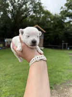 Westie Male, a male West Highland White Terrier for sale in Kimball, MN – 1 of 5