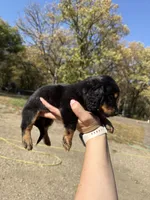Lindy, a female Miniature Dachshund for sale in Kimball, MN – 7 of 7