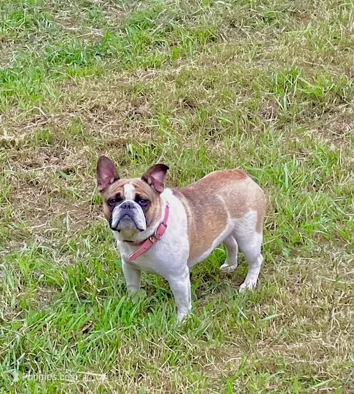 Molly – French Bulldog puppy for sale in Kimball, MN