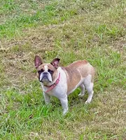 Molly, a female French Bulldog for sale in Kimball, MN – 1 of 1