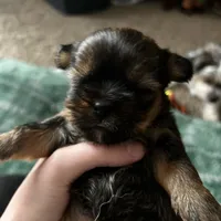 Faddeous, a male Poodle - Standard  and Shorkie for sale in Van Wert, OH – Photo 6 of 7