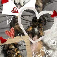 Faddeous, a male Poodle - Standard  and Shorkie for sale in Van Wert, OH – Photo 7 of 7