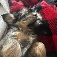 Faddeous, a male Poodle - Standard  and Shorkie for sale in Van Wert, OH – Photo 3 of 7