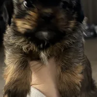 Faddeous, a male Poodle - Standard  and Shorkie for sale in Van Wert, OH – Photo 4 of 7