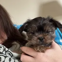 Faddeous, a male Poodle - Standard  and Shorkie for sale in Van Wert, OH – Photo 1 of 7