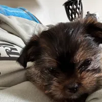 Faddeous, a male Poodle - Standard  and Shorkie for sale in Van Wert, OH – Photo 2 of 7