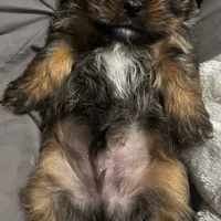 Faddeous, a male Poodle - Standard  and Shorkie for sale in Van Wert, OH – Photo 5 of 7