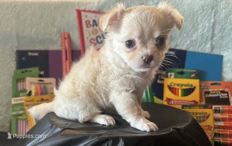 Backpack – Chihuahua puppy for sale in Cattaraugus, NY