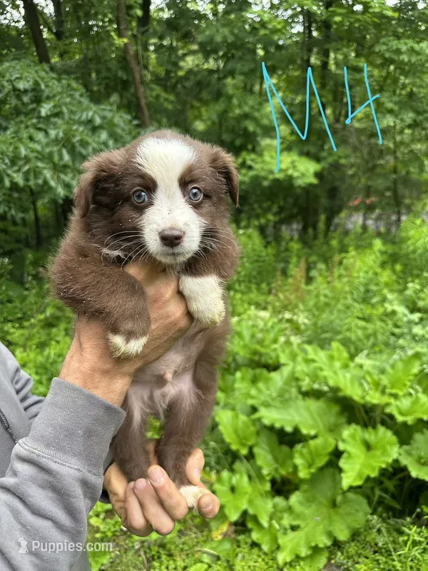 M4 – Border Collie, Miniature Australian Shepherd puppy for sale in Cattaraugus, NY