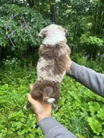 F4, a female Border Collie and Miniature Australian Shepherd for sale in Cattaraugus, NY – 2 of 2