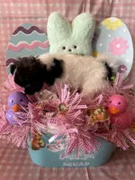 Puppy3, a female Chihuahua for sale in Cattaraugus, NY – Photo 3 of 4