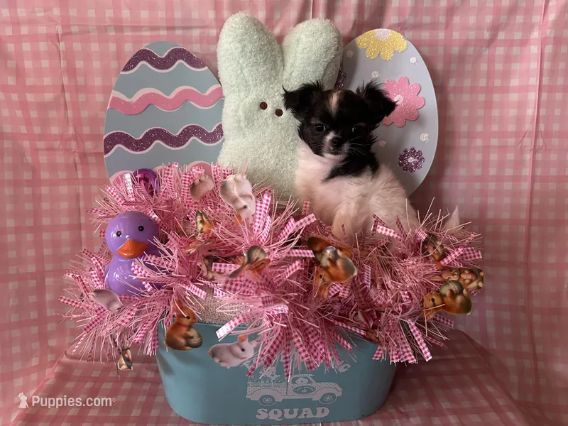 Puppy3 – Chihuahua puppy for sale in Cattaraugus, NY