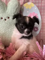 Puppy3, a female Chihuahua for sale in Cattaraugus, NY – Photo 2 of 4