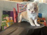 Sunflower , a female Chihuahua for sale in Cattaraugus, NY – 3 of 4
