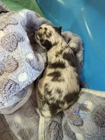 Male3 long hair, a male Chihuahua for sale in Cattaraugus, NY – 2 of 4