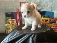 Backpack, a male Chihuahua for sale in Cattaraugus, NY – 4 of 6