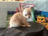 Dahlia, a female Chihuahua for sale in Cattaraugus, NY – 1 of 3