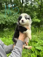 M5, a male Border Collie and Miniature Australian Shepherd for sale in Cattaraugus, NY – 1 of 2