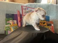 Sunflower , a female Chihuahua for sale in Cattaraugus, NY – 2 of 4