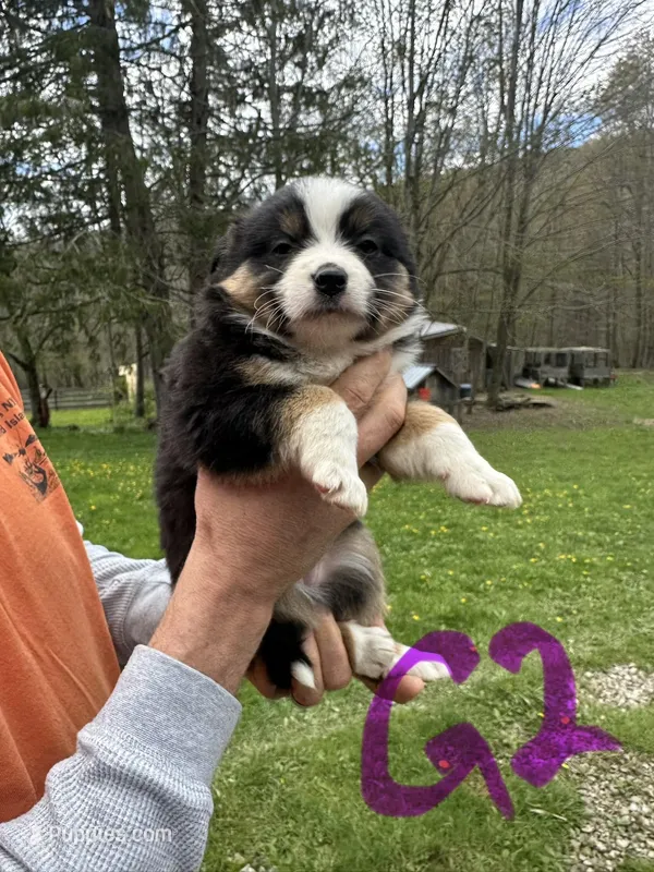 G2, a female Australian Shepherd and Miniature Australian Shepherd for sale in Cattaraugus, NY – Photo 1 of 4
