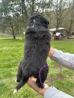 G2, a female Australian Shepherd and Miniature Australian Shepherd for sale in Cattaraugus, NY – Photo 2 of 4