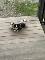 G2, a female Australian Shepherd and Miniature Australian Shepherd for sale in Cattaraugus, NY – Photo 3 of 4