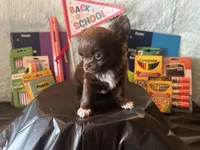 Lunchbox , a male Chihuahua for sale in Cattaraugus, NY – 2 of 5