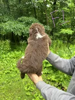 F1, a female Australian Shepherd and Miniature Australian Shepherd for sale in Cattaraugus, NY – 2 of 2