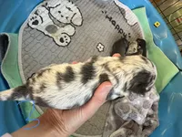 Male3 long hair, a male Chihuahua for sale in Cattaraugus, NY – 3 of 4