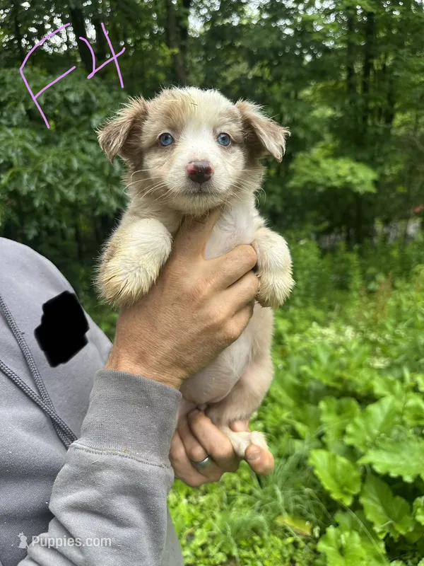 F4 – Border Collie, Miniature Australian Shepherd puppy for sale in Cattaraugus, NY