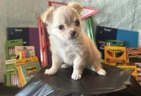 Backpack, a male Chihuahua for sale in Cattaraugus, NY – 3 of 6