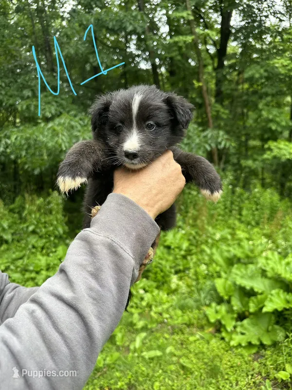 M1 – Border Collie, Miniature Australian Shepherd puppy for sale in Cattaraugus, NY