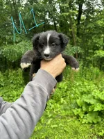 M1, a male Border Collie and Miniature Australian Shepherd for sale in Cattaraugus, NY – 1 of 2