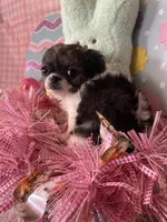 Puppy2, a female Chihuahua for sale in Cattaraugus, NY – Photo 3 of 3