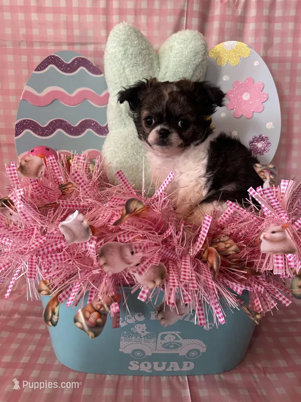 Puppy2 – Chihuahua puppy for sale in Cattaraugus, NY
