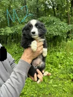 M2, a male Border Collie and Miniature Australian Shepherd for sale in Cattaraugus, NY – 1 of 2