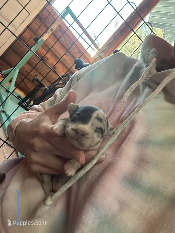 Male1 – Chihuahua puppy for sale in Cattaraugus, NY