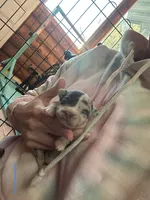 Male1, a male Chihuahua for sale in Cattaraugus, NY – 1 of 3