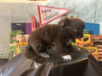 Lunchbox , a male Chihuahua for sale in Cattaraugus, NY – 3 of 5