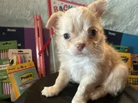 Sunflower , a female Chihuahua for sale in Cattaraugus, NY – 4 of 4