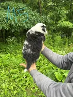 M5, a male Border Collie and Miniature Australian Shepherd for sale in Cattaraugus, NY – 2 of 2