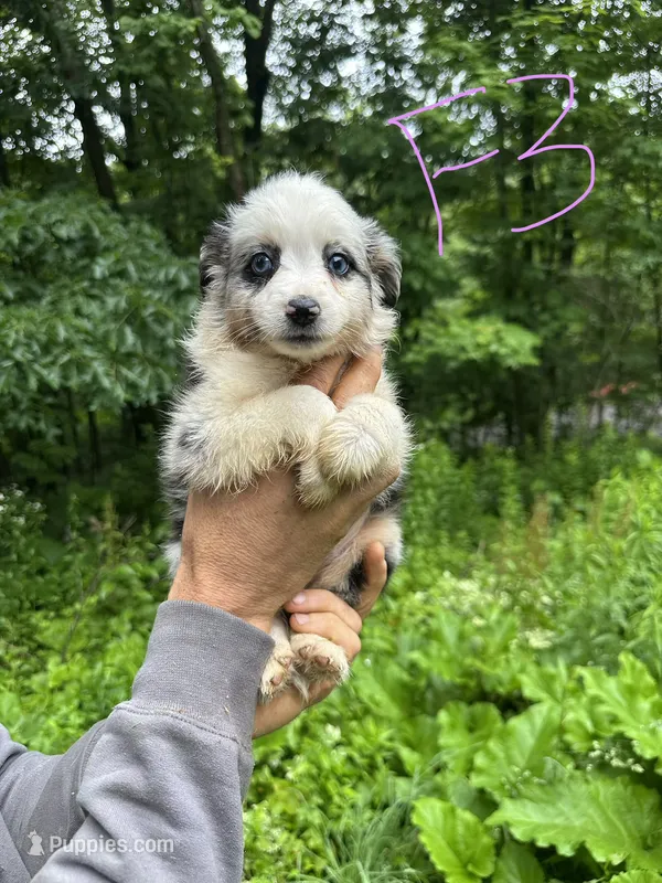 F3 – Border Collie, Miniature Australian Shepherd puppy for sale in Cattaraugus, NY