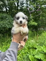 F3, a female Border Collie and Miniature Australian Shepherd for sale in Cattaraugus, NY – 1 of 2