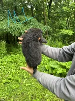 M1, a male Border Collie and Miniature Australian Shepherd for sale in Cattaraugus, NY – 2 of 2