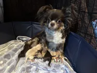 Backpack, a male Chihuahua for sale in Cattaraugus, NY – 5 of 6