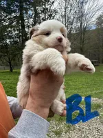 B1, a male Australian Shepherd and Miniature Australian Shepherd for sale in Cattaraugus, NY – Photo 1 of 4